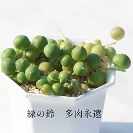 緑の鈴 セネシオ Mサイズ6cmポット Senecio ROWLEYANUS 小型種 下垂タイプ 多肉植物 きれい 寄せ植えにも