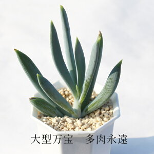 ^ ZlVI MTCY5.5cm|bg Senecio Ficoides A i