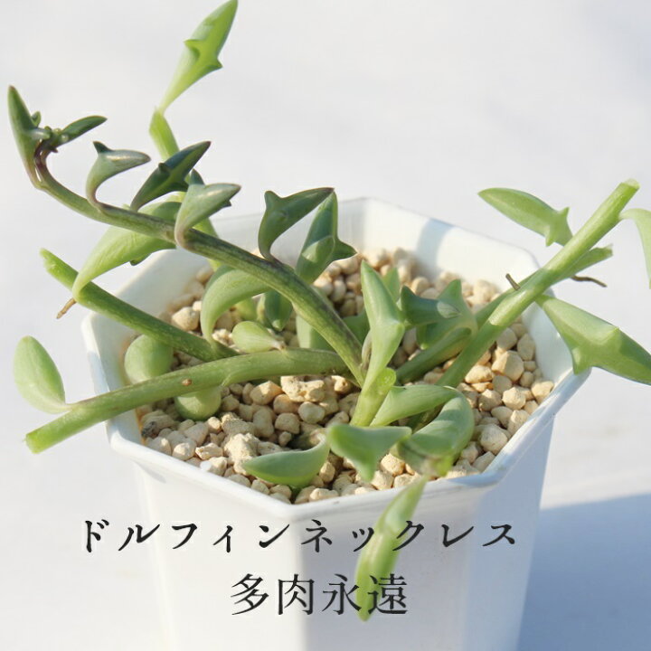 楽天市場 ドルフィンネックレス セネシオ Mサイズ6ｃｍポット Senecio Peregrinus 小型種 下垂タイプ 多肉植物 きれい 寄せ植えにも 株式会社多肉永遠楽天市場店