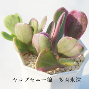 �����A�� ���R�u�Z�j�[�� �Z�l�V�I Senecio jacobsenii variegata �����A�� ������ �ϗt�A�� �C���e���A�O���[�� �݂艺�� ���� ��Ă₷�� ���� �c �񂹐A�� �R�쑐 �����Ȓ� �K�[�f�j���O ���N�� ��