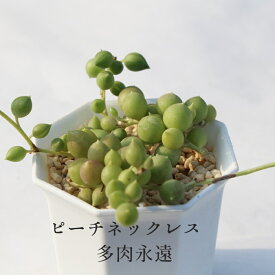 ピーチネックレス セネシオ Mサイズ5.5cmポット Senecio Peach Necklace 小型種 下垂タイプ 多肉植物 きれい 寄せ植えにも
