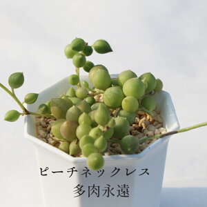 s[`lbNX ZlVI MTCY5.5cm|bg Senecio Peach Necklace A i