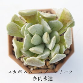 スケイポサツ スプーンリーフ セネシオ Mサイズ6cmポット Senecio Scaposus ver.addoensis 中型種 葉を重ねるタイプ 多肉植物 きれい 寄せ植えにも