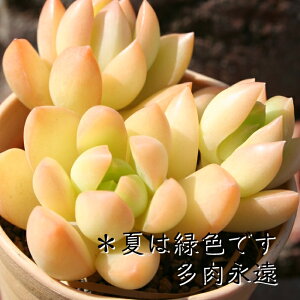  Z_ MTCY5.5cm|bg sedum golden glow `^ td˂^Cv A jO 킢 ꂢ 񂹐Aɂ