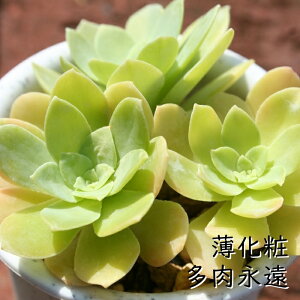  Z_ MTCY5.5cm|bg sedum palmeri `^ ^Cv A jO 킢 ꂢ 񂹐Aɂ