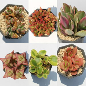 ANbX Zbg7 ÃZbg gt ޖLx ϗtA 񂹐A R쑐