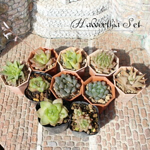 nI`A 8ރZbg  A 2|bg Haworthia  ϗtA CeA