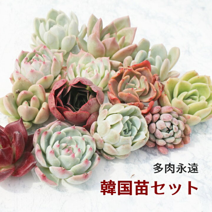 楽天市場】韓国苗 エケベリア おまかせ10種類セット 多肉植物 カット苗 