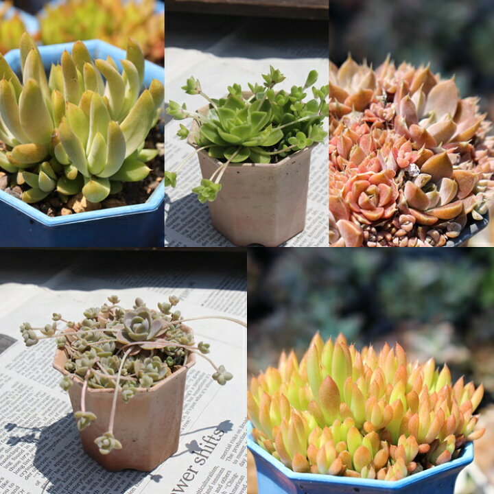 楽天市場】薄紅蓮華 オロスタキス Mサイズ 5.5cmポット 多肉植物 