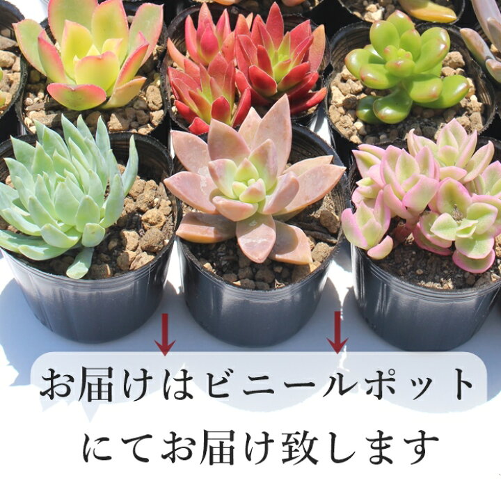 楽天市場】多肉植物 12種類セット 送料無料 50種類の中から選べる多肉  