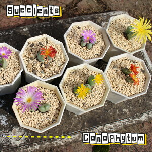 RmtBc Zbg6  A J  ChAO[ x_K[f ϗtA 񂹐A R쑐 Aizoaceae CONOPHYTUM