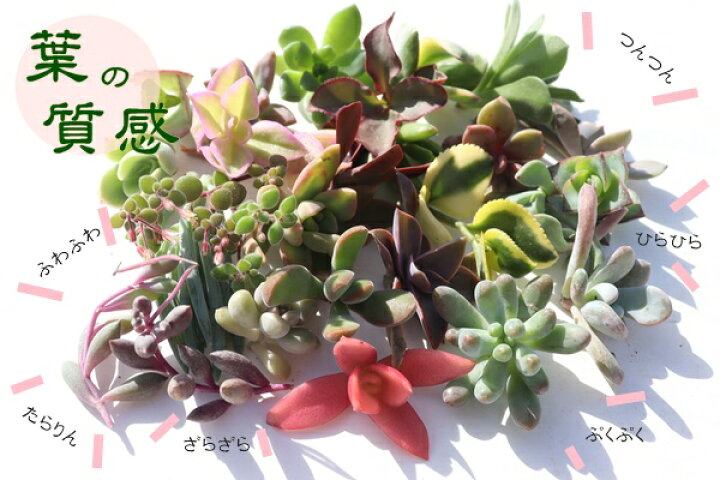 楽天市場】多肉植物 カット苗 セット Sサイズ 20個セット 名前なし 