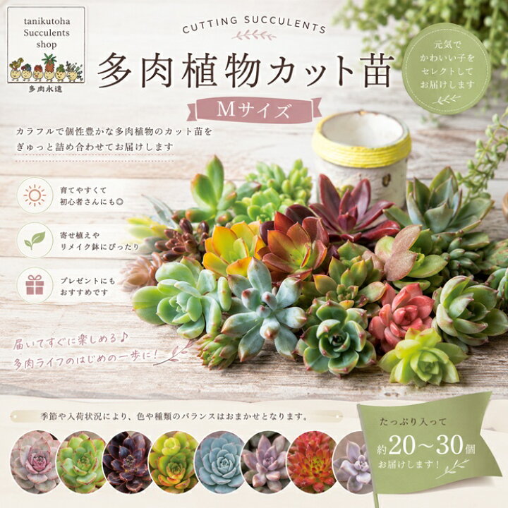 楽天市場】多肉植物 寄せ植え セット Mサイズ 40個セット カット苗 