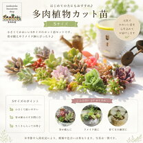 楽天市場】多肉 カット 苗の通販