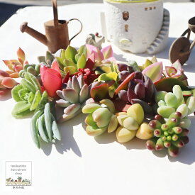 多肉植物 カット苗 セット Sサイズ 20個セット 名前なし 詰め合わせ アソート エケベリア セダム 寄せ植え 初心者 ギフト お試し 園芸 ガーデニング インテリア 植物 苗 ミニサイズ 多肉永遠