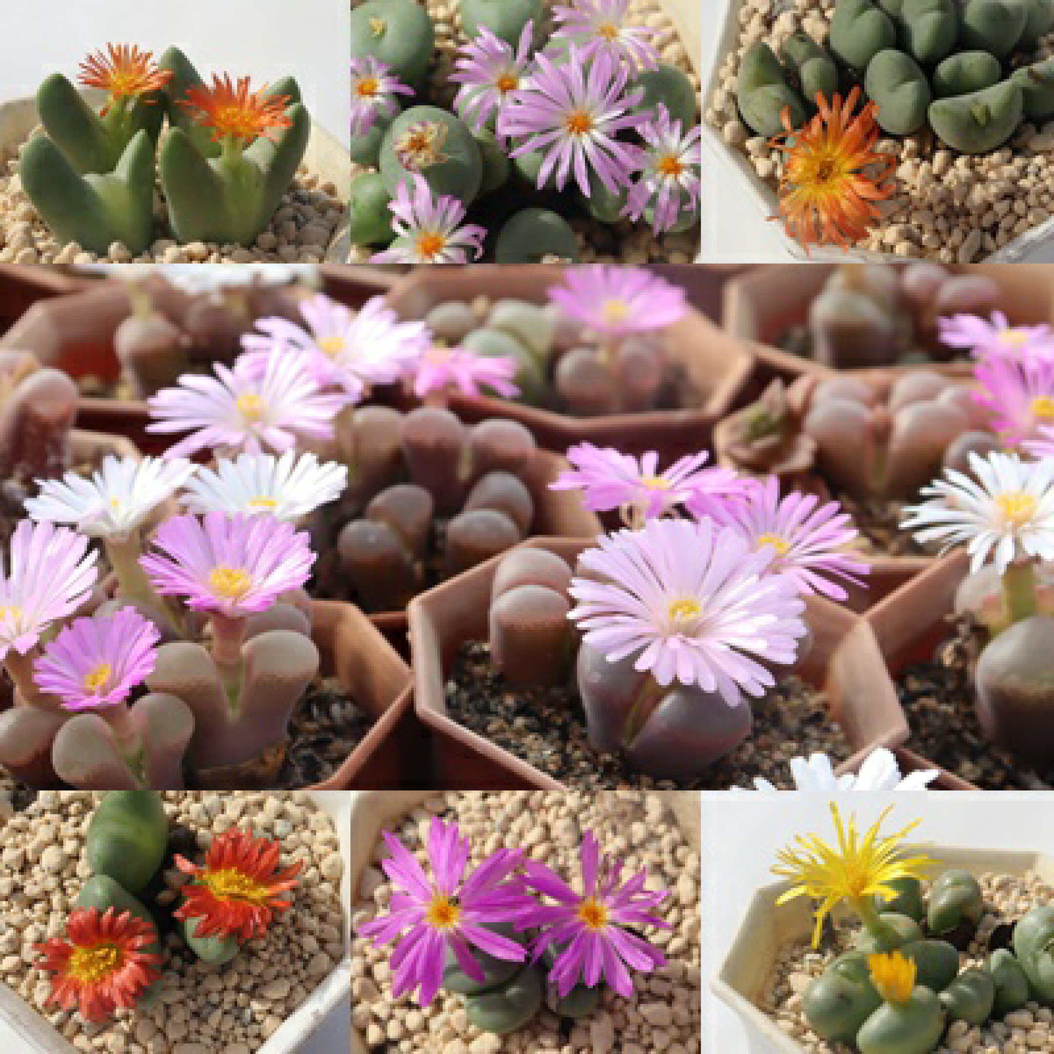 コノフィツム開花