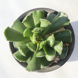 �����A�� �A�h���~�X�N�X �k�M�܂̐� 5.5cm�|�b�g �ϗt�A�� �󏭎� Adromischus cristatus DMC2068 ��Ă₷�� ���� ���| ���Ѝ͔| �Q�n���Y