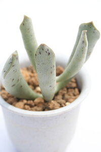 n\EGVX Ah~XNX ٌc A ic ϗtA rU[vc