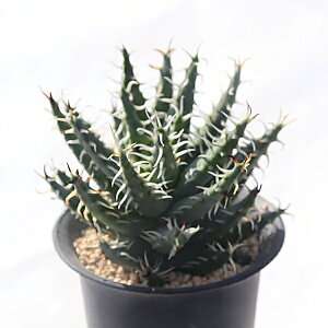 GiPA AG aloe erinacea A A x_K[f ϗtA AGʔ A̔