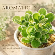 多肉植物 アロマティカス 2号ポット ハーブ ミントの香り 観葉植物 プレクトランサス 宿根草 虫除け ゴキ…