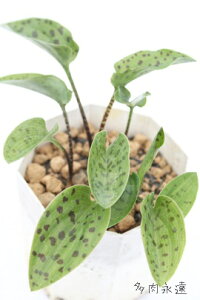 }N[^ h~IvVX Drimiopsis maculata A i rU[vc K[fjO hCK[f ϗtA