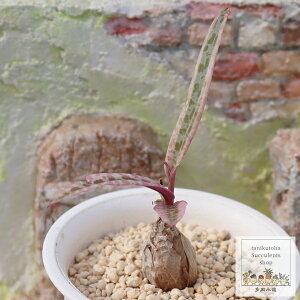 rIZA f{EA Ledebouria violacea variegata A rU[vc i K[fjO hCK[f ϗtA