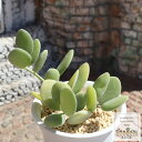 緑の太鼓 クセロシキオス Mサイズ 5.5cmポット 多肉植物 多肉永遠