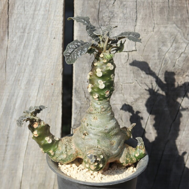 楽天市場】エラータガードナー ドルステニア dorstenia erata 多肉植物 
