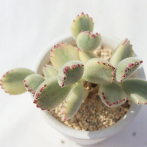 Fq R`h Cotyledon tomentosa ssp. ladismithensis variegata A  R`hʔ R`hʔ CeA x_K[f F̎