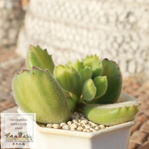�����A�� �F���q ���� �R�`���h�� Cotyledon tomentosa ssp. ladismithensis variegata ������ �ϗt�A�� �ӂ�ӂ푽�� �v�����c �����A�� �C���e���A �e���o���^�C�v
