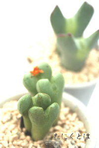  RmtBc MTCY5.5cm|bg ^܌^ 炫 IW Conophytum 'masakado' A i