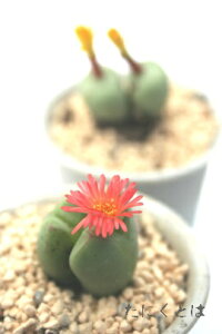 T}[bh 2 RmtBc MTCY5.5cm|bg ^ ܌^ 炫 ԉ Conophytum summerred A i