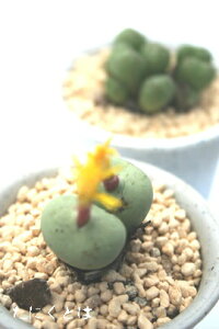 i}Ji 2 RmtBc MTCY 5.5cm|bg ^ R}^ 炫  Conophytum namacanum A i