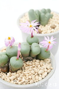 水滴玉 4頭 コノフィツム Mサイズ6cmポット 小型 コマ型 昼咲き種 淡紫花 Conophytum 'suitekidama' 多肉植物 多肉永遠