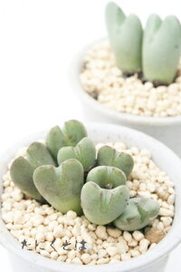 ̕P 2 RmtBc MTCY6cm|bg ^ ^r^ 炫  Conophytum 'utahime' A i