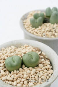 P 2 RmtBc MTCY5.5cm|bg ^R}^ 炫  Conophytum 'houbinadama' A i