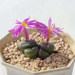 ST 3 RmtBc Conophytum rugosa A R} ϗtA rU[vcCeA RmtBcʔ A̔