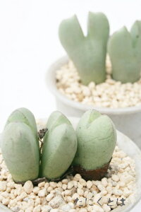 I[ 2 RmtBc MTCY5.5cm|bg ^ N^ 炫  Conophytum 'Aurora' A i