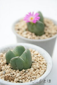 ̉ 2 RmtBc MTCY5.5cm|bg ^ ^r^ 炫 IW Conophytum 'sakuranosono' A i