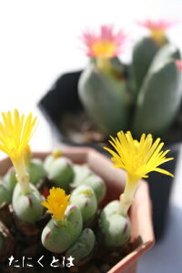 CUG 2 RmtBc MTCY5.5cm|bg ^ N^ 炫  ѕi Conophytum luisae A i