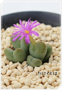 水玉 3頭 コノフィツム Mサイズ5.5cmポット 小型 クラ型 昼咲き種 紫花 Conophytum 'mizutama' 多肉植物 多肉永遠