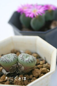 Eb 2 RmtBc MTCY5.5cm|bg ^ ͗lnR}^ 炫  Conophytum 'udaijin' A i