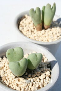 星姫 2頭 コノフィツム Mサイズ5.5cmポット 中型 タビ型 昼咲き種 オレンジ花 Conophytum 'hosihime' 多肉植物 多肉永遠