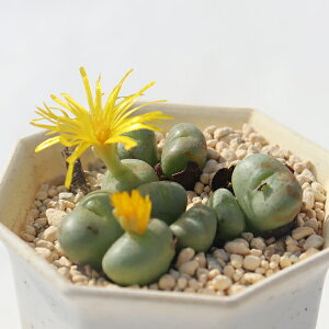  2 RmtBc Conophytum flavum A RmtBcʔ Aʔ ChAO[ N A R쑐 CeAvc
