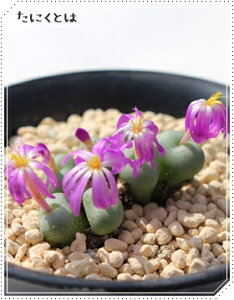 Z^ 4 RmtBc MTCY5.5cm|bg ^ ƌ^ 炫  Conophytum seratum A i