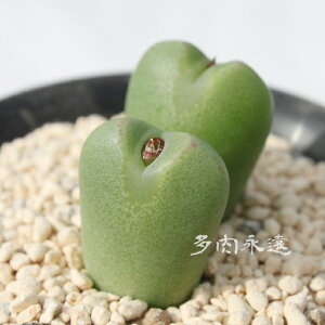  2 RmtBc MTCY5.5cm|bg ܌^ 炫 Conophytum Komusume A i