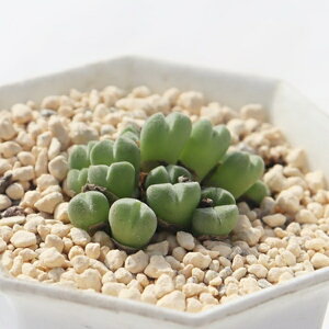 Đ 5 RmtBc Conophytum 'komaibina' A ^r Mtg x_K[f A RmtBcʔ A̔