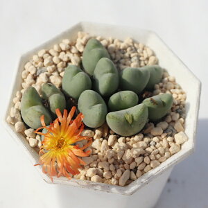 VlIrfX 2 RmtBc Conophytum sinereovilides A n[g rU[vc N CeA RmtBcʔ A̔