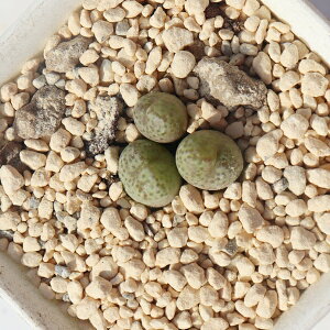  2 RmtBc Conophytum gokuu A ɏN rU[vc N CeA RmtBcʔ A̔