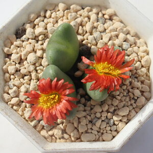 gs 2 RmtBc Conophytum benidaijin A ^r ϗtA rU[vcCeA RmtBcʔ A̔